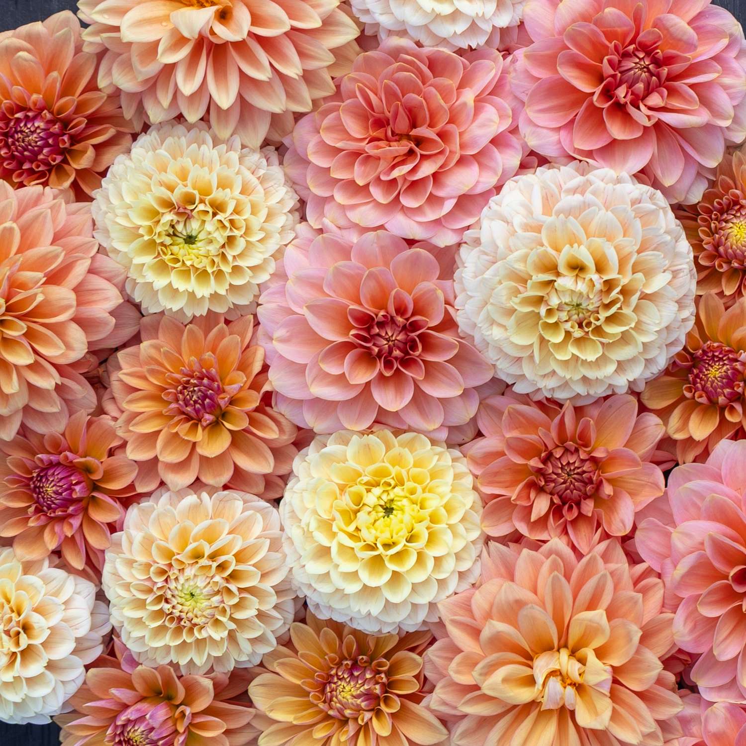 Dahlien - Kollektion 'Mango Crush' - Dahlia